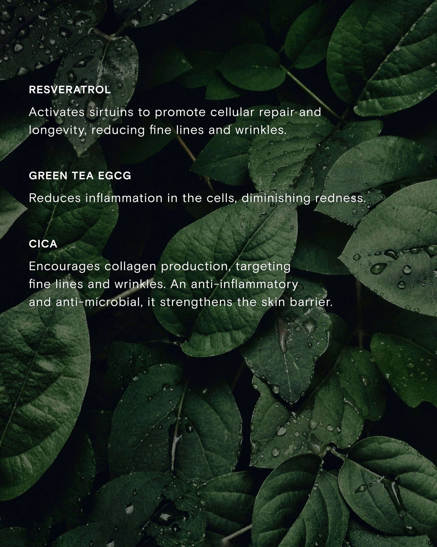 Calm Revival Green Tea Resveratrol Power Serum