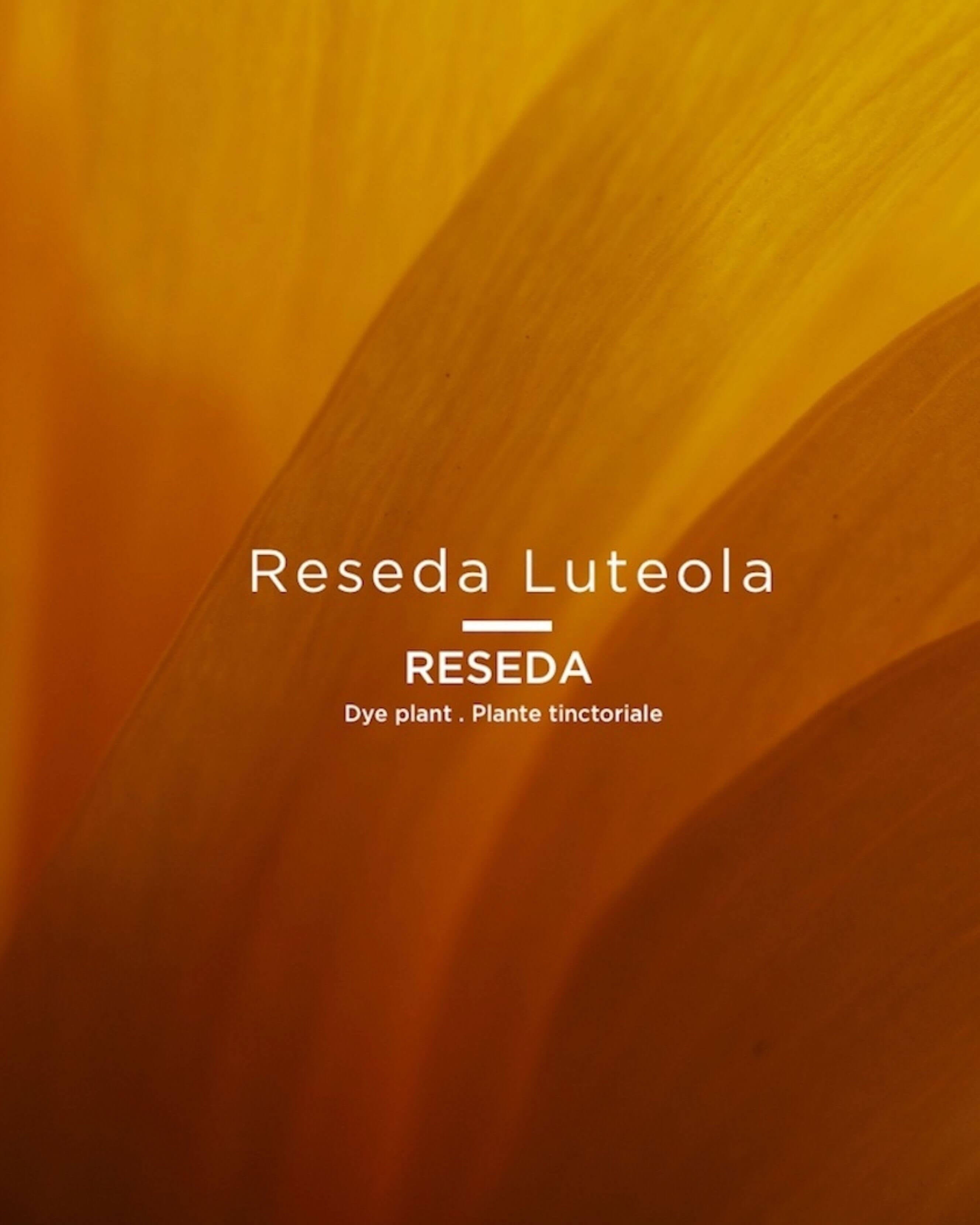 036 Nude Arzica (petal pink nude)