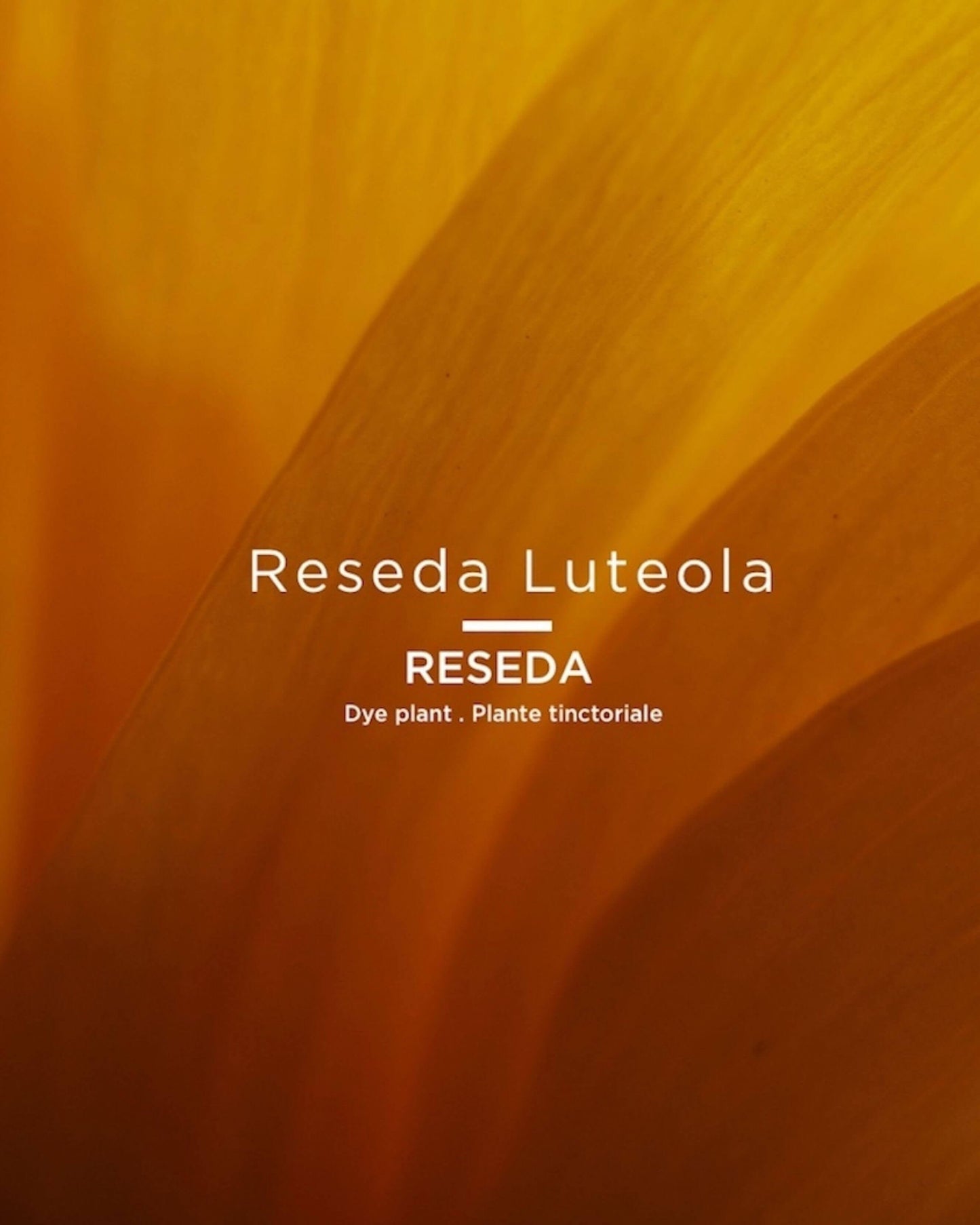 036 Nude Arzica (petal pink nude)