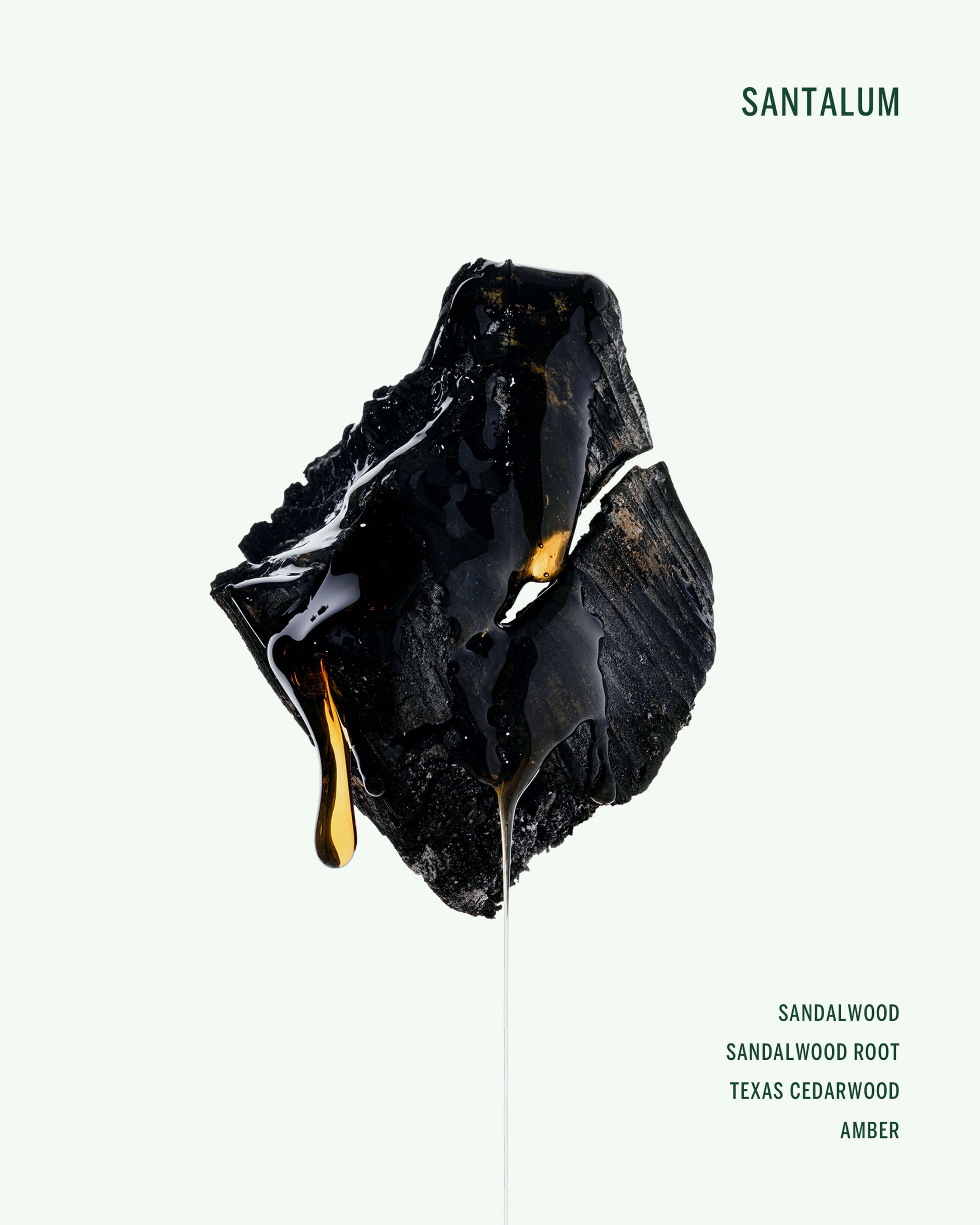Santalum