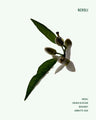 Neroli Deodorant