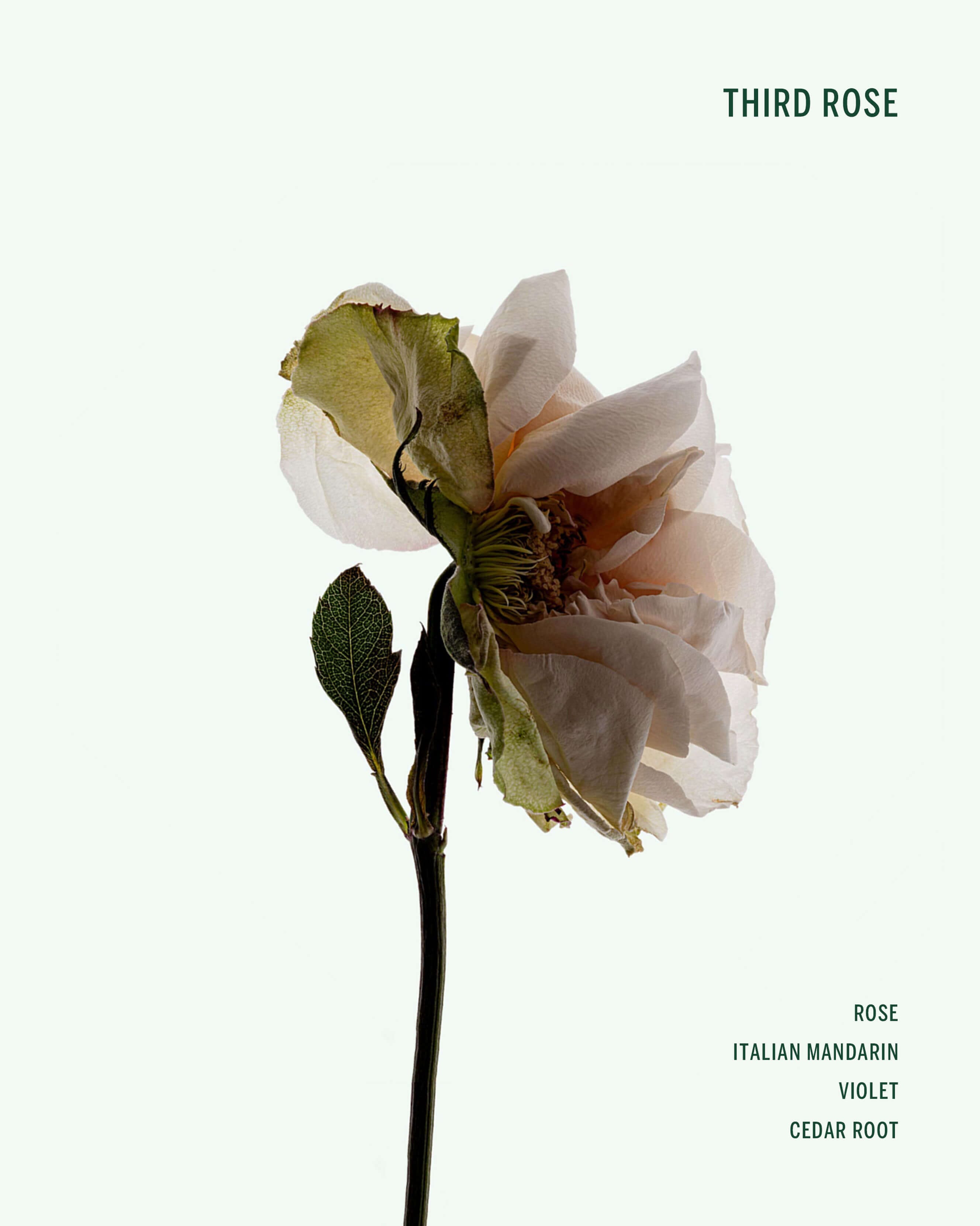 Third Rose Deodorant