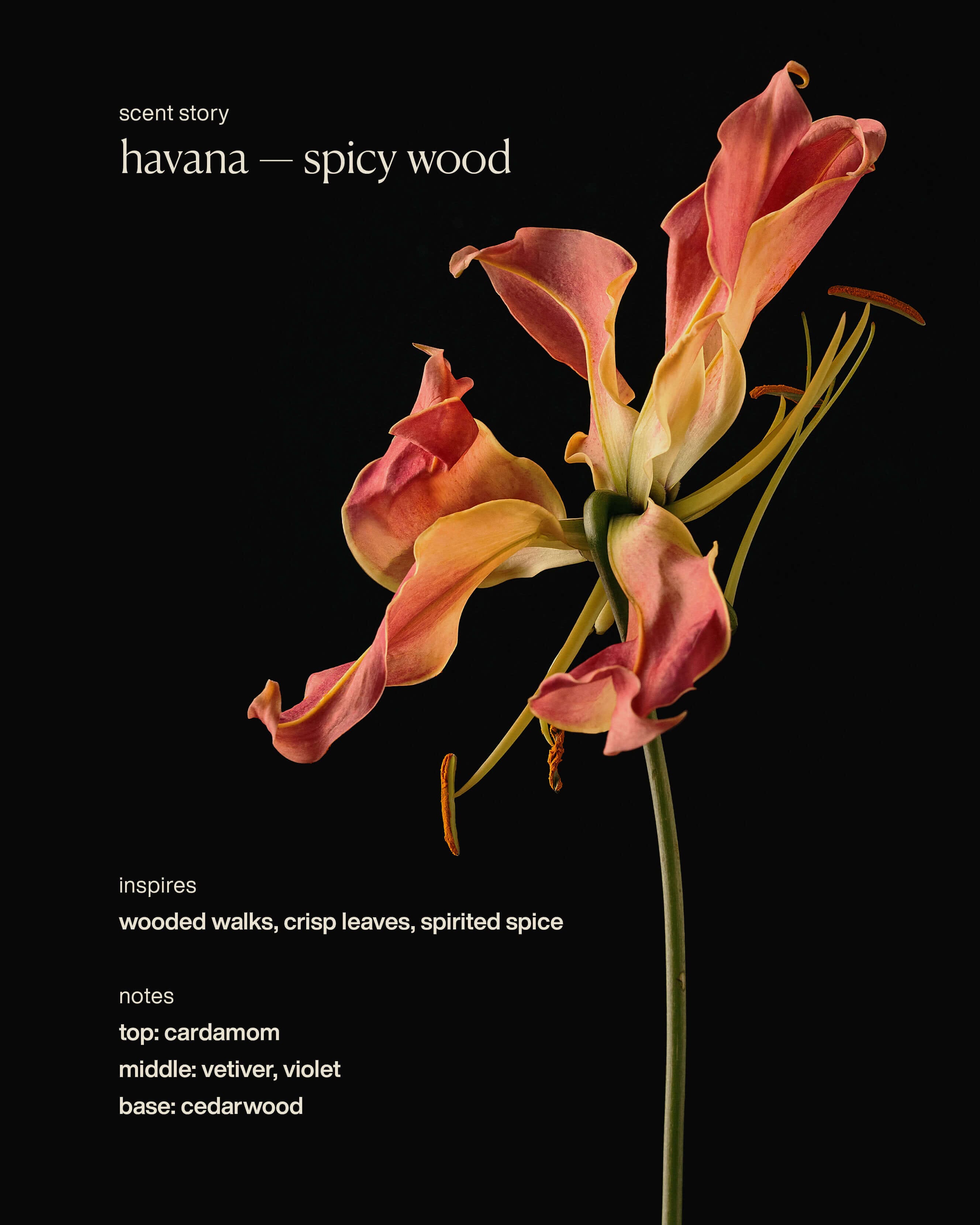 havana - restorative hand wash refill