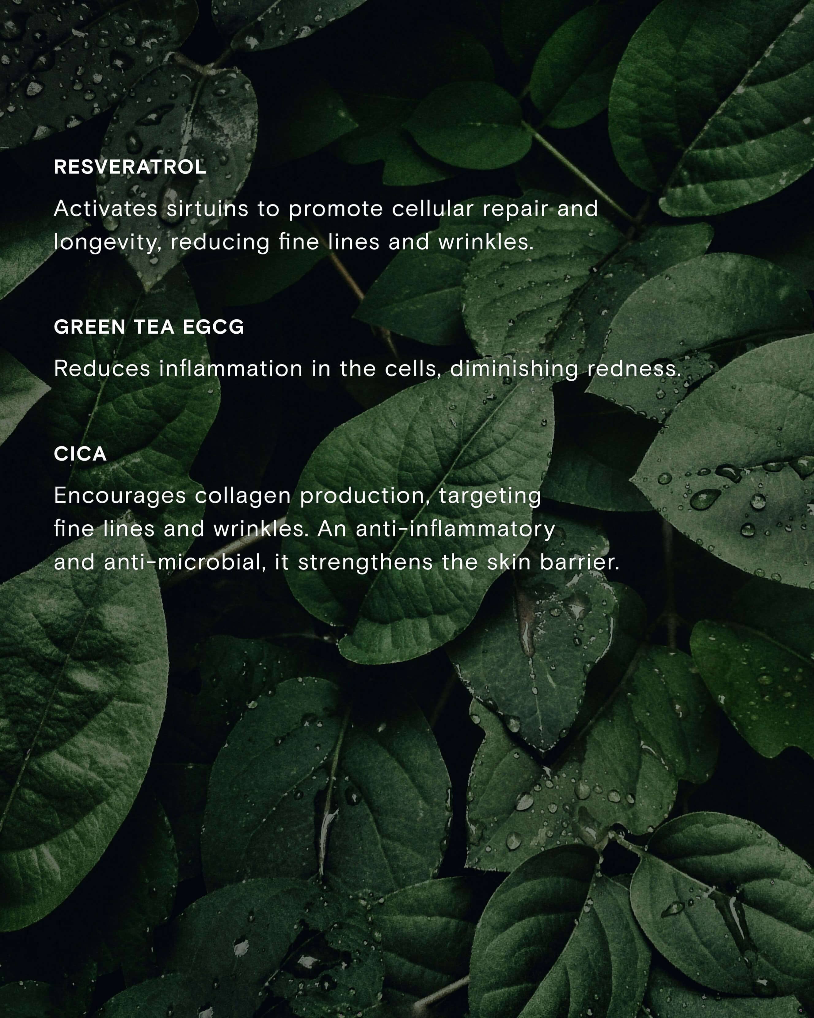 Calm Revival Green Tea Resveratrol Power Serum