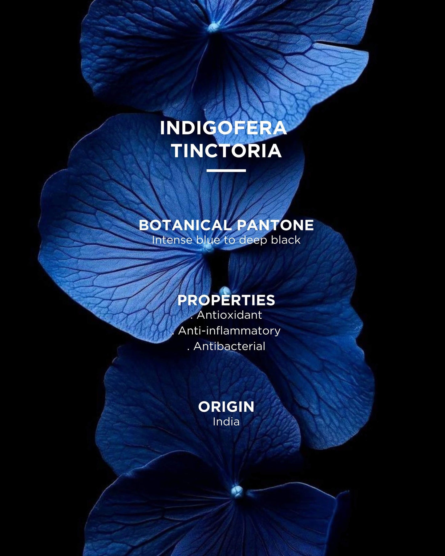 Le Noir Cassiopée Mascara