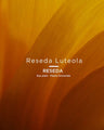 036 Nude Arzica (petal pink nude)