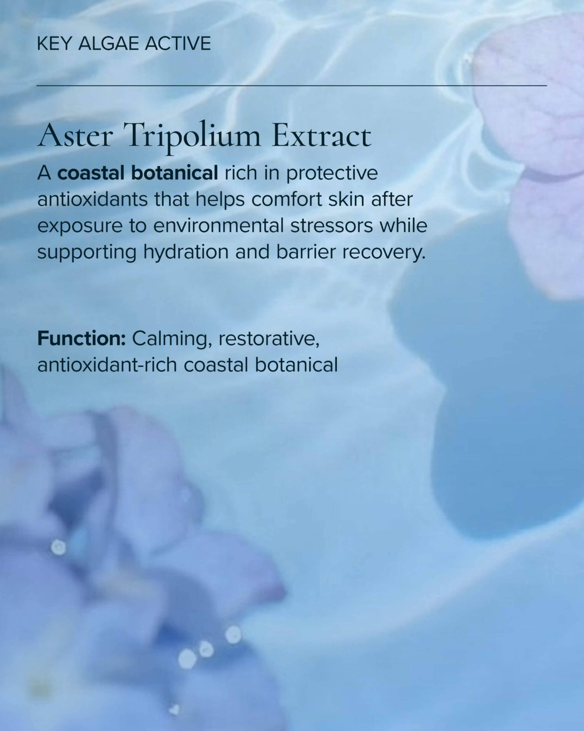 Mineral Sunscreen Serum SPF 30 PA+++ with Algae + Zinc