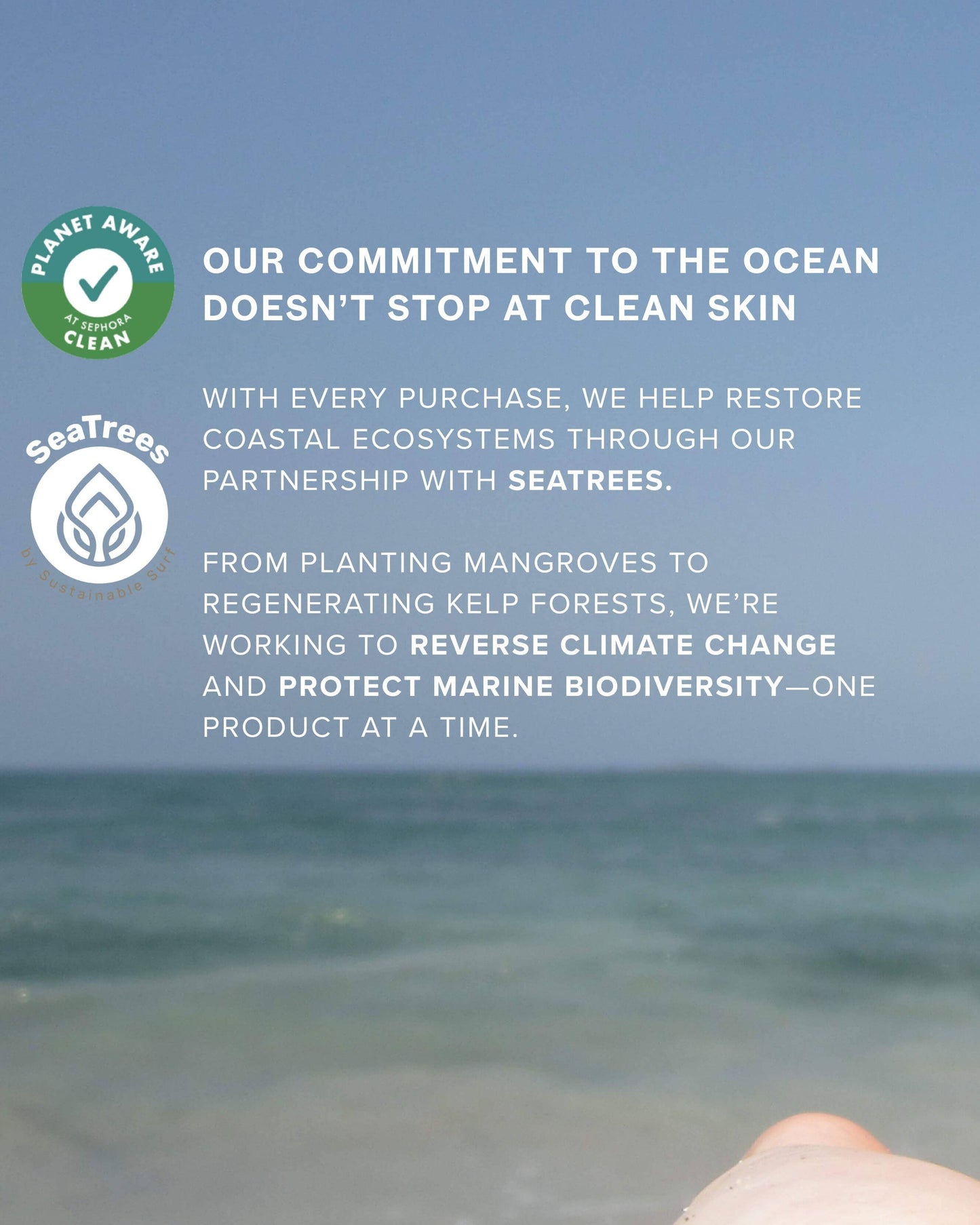 SeaDream Algae Creme Moisturizer for Firming & Tightening with Sea Moss + Peptides