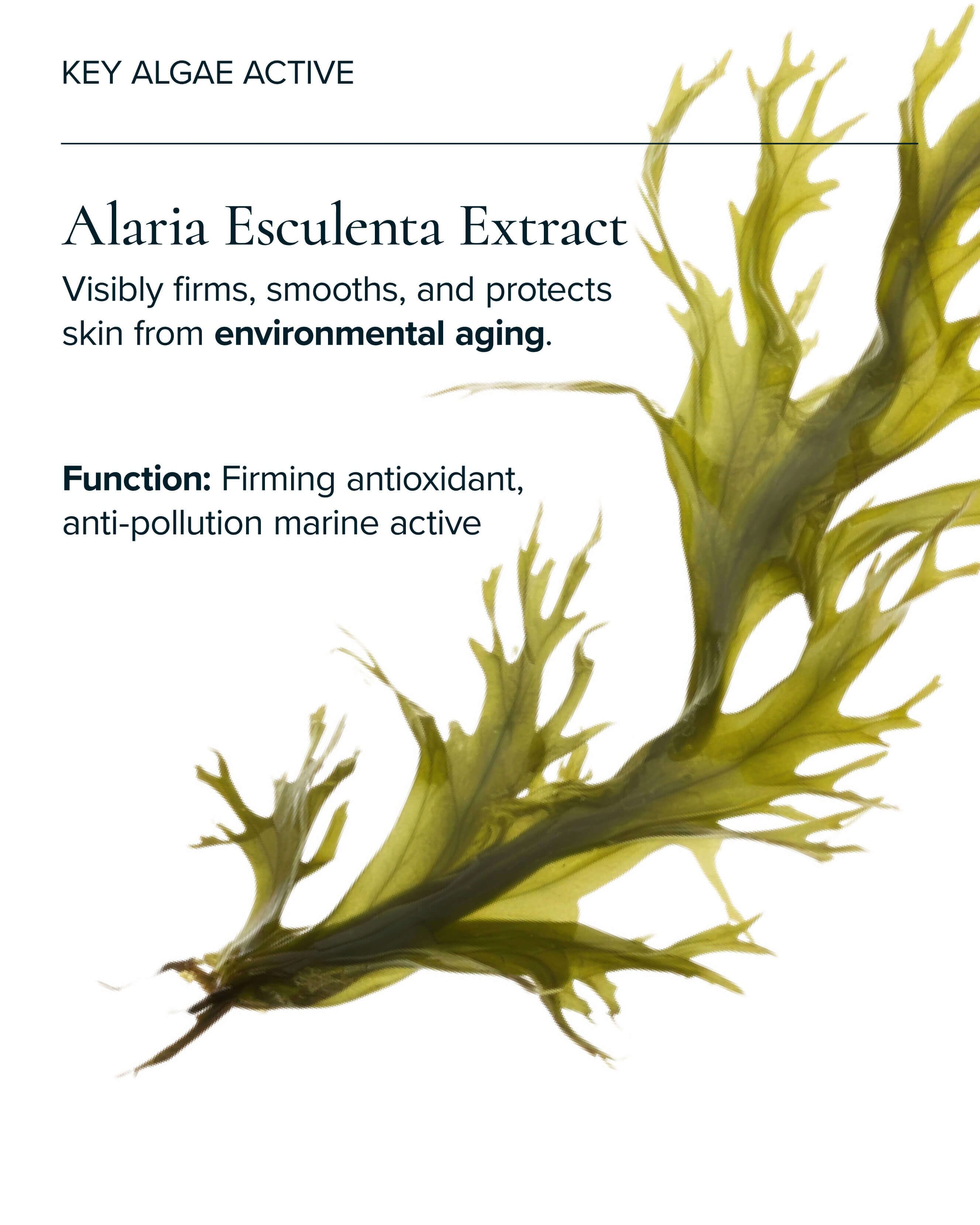Universal Hydrating Face Oil for Anti-Aging and Glow with Algae + Moringa