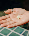 Cactus Cream - Flor De Madera