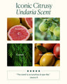 Undaria Algae Body Lotion