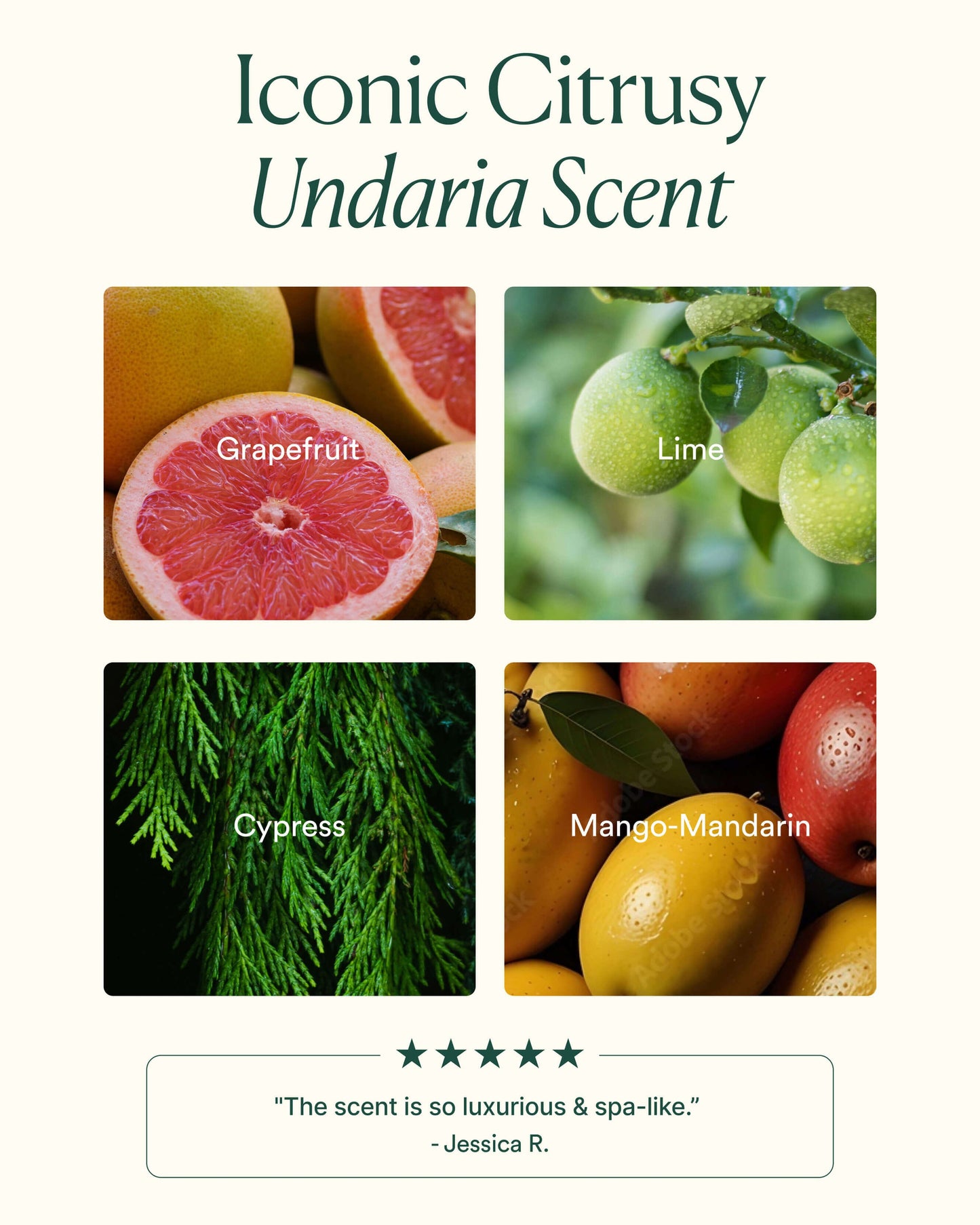 Undaria Algae Body Butter