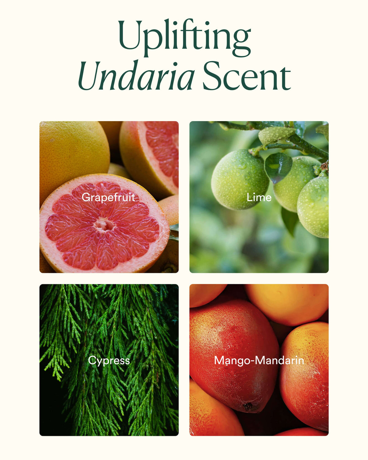 Undaria Body Bestsellers