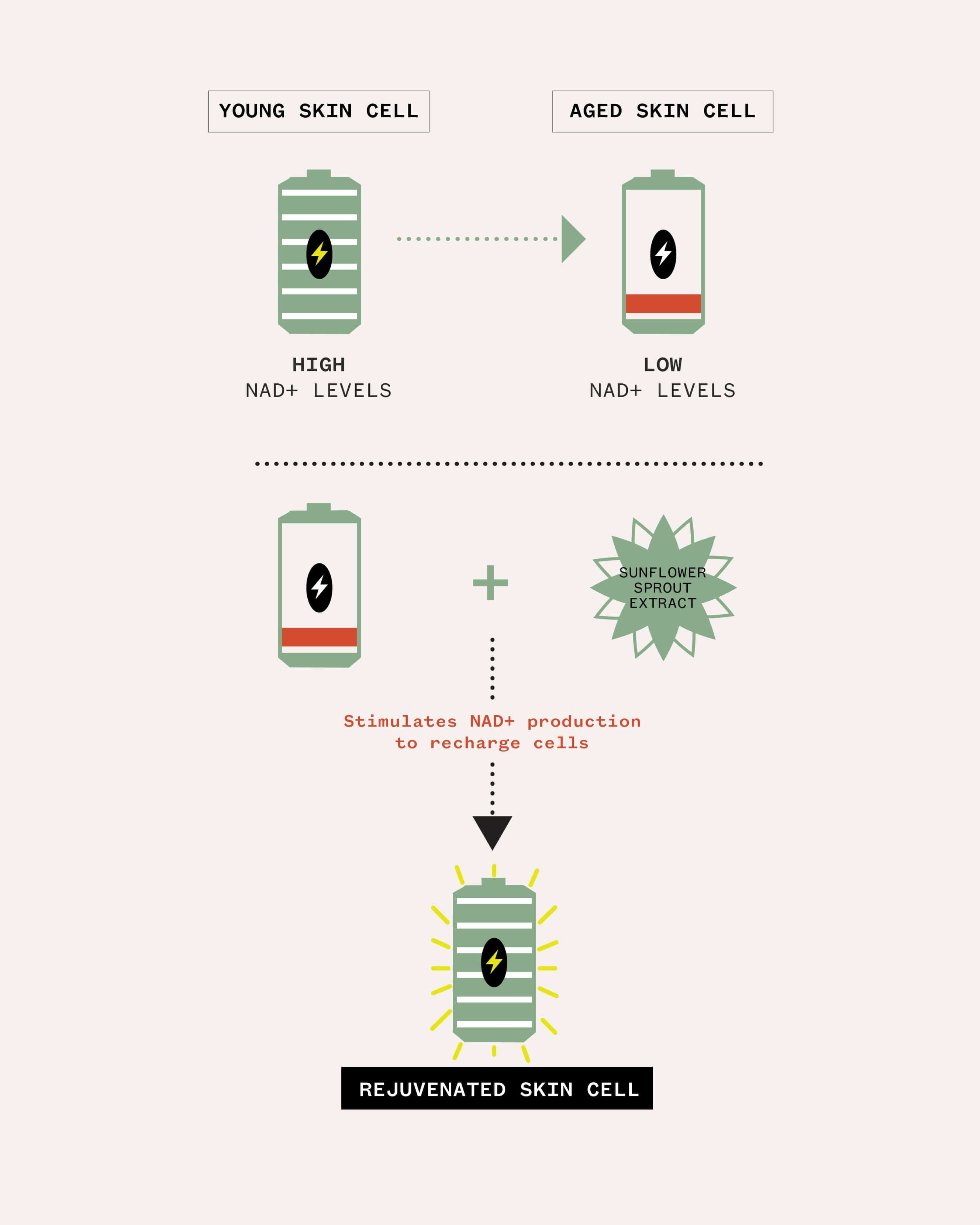 Age Confidence NAD+ & Tri-peptide Serum