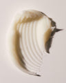 Vanilla (clear)
